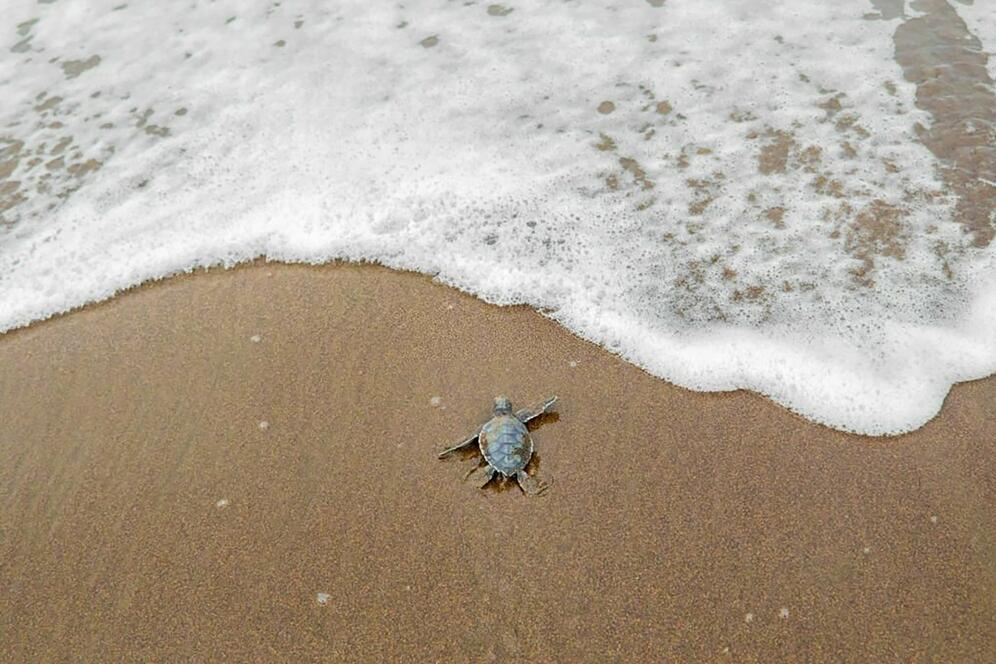 Meeresschildkröte im Tortuguero Nationalpark 
