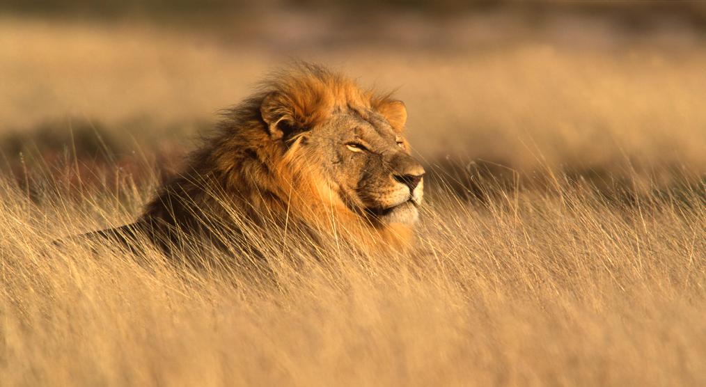Beobachtung eines Löwen bei einer Namibia Rundreise