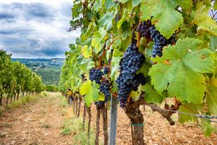 Nahaufnahme einer Weinrispe