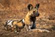 afrikanischer Wildhund: Painted Dog