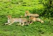 Leopardenjunge mit Mutter