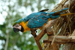Papagei in Puerto Maldonado