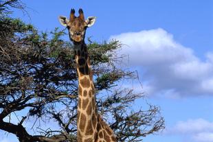 Giraffe im Addo Elephant Nationalpark