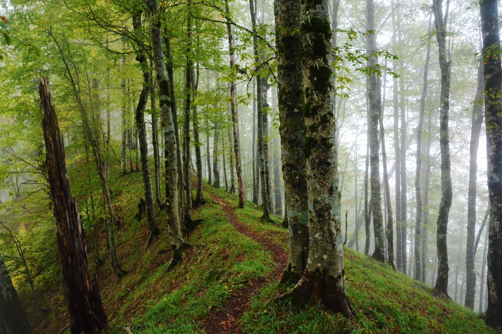 Lagodechi-Nationalpark