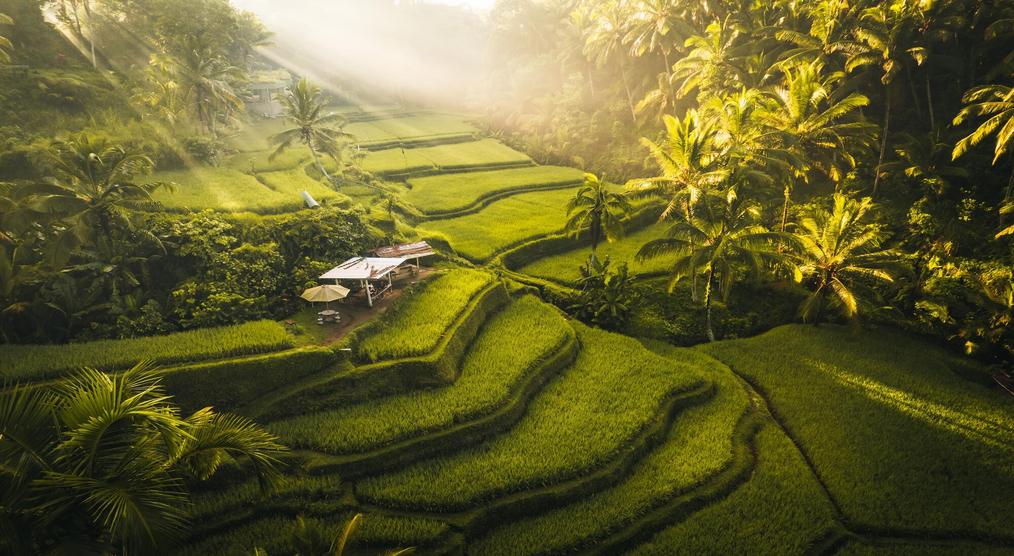 Reisterrassen bei Ubud 