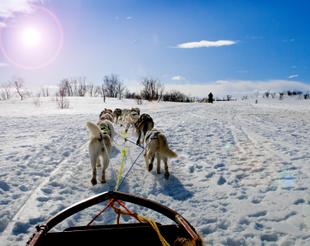 Huskyrennen