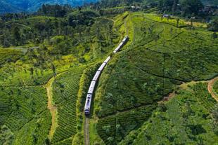 Zug durch die Teeplantage im Hochland on Sri Lanka