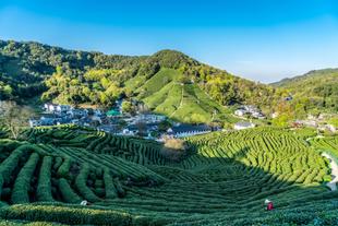 Teeplantage in Hangzhou
