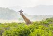 Arusha Nationalpark Giraffe