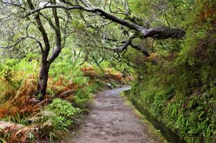 Wanderweg im Laurisilva 