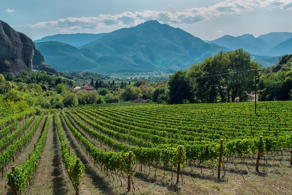 Weinberge in Nemea 