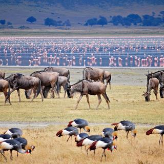 Tierherden am Lake Manyara