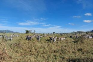 Zebraherde in der Serengeti