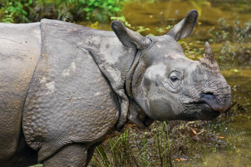 Nashorn im Royal Chitwan Nationalpark