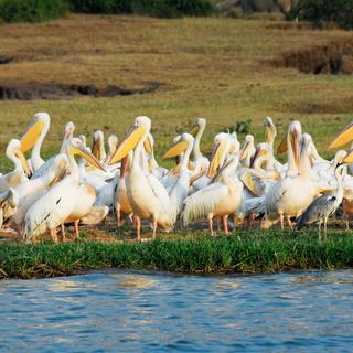 Pelikane am Kazinga Kanal