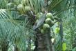 Kokusnüsse auf einem Baum in Ben Tre