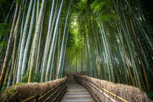 Arashiyama Bambuswald