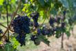 Weintrauben auf einem Weingut in Neufundland 