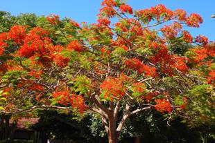 Bluehender Baum 