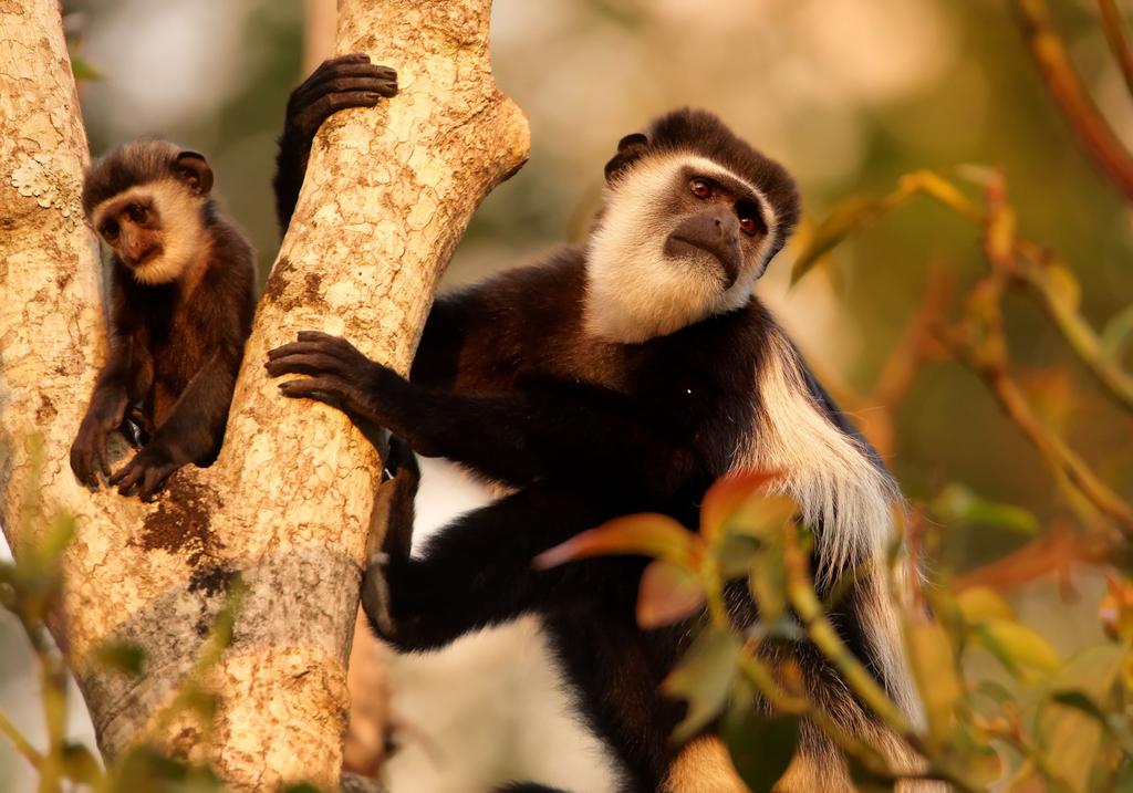 Colobus-Affen 