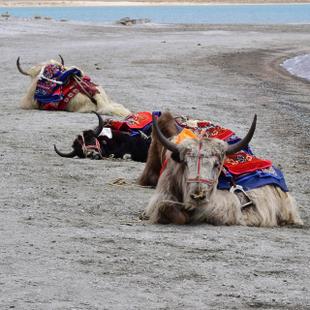 Yaks mit traditionellen Sätteln