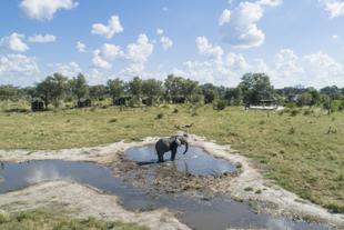 Wasserloch mit Elefant