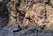 Galapagos Seelöwen