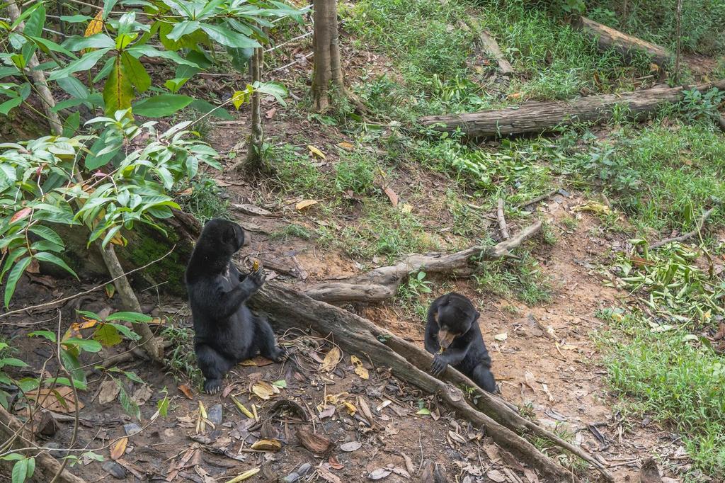 Bornean Sun Bear Conservation Centre