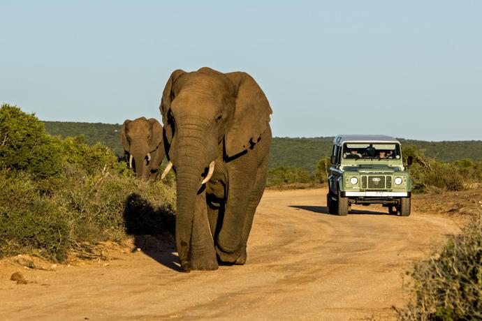 Blick auf die majestätischen Elefanten im Addo Elephant Park in Südafrika