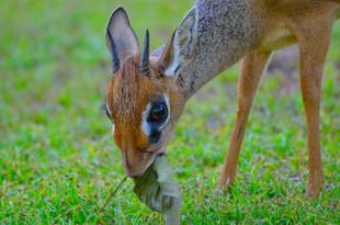 Dikdik - Afrikanische Zwergantilopen zu Besuch in der Lodge