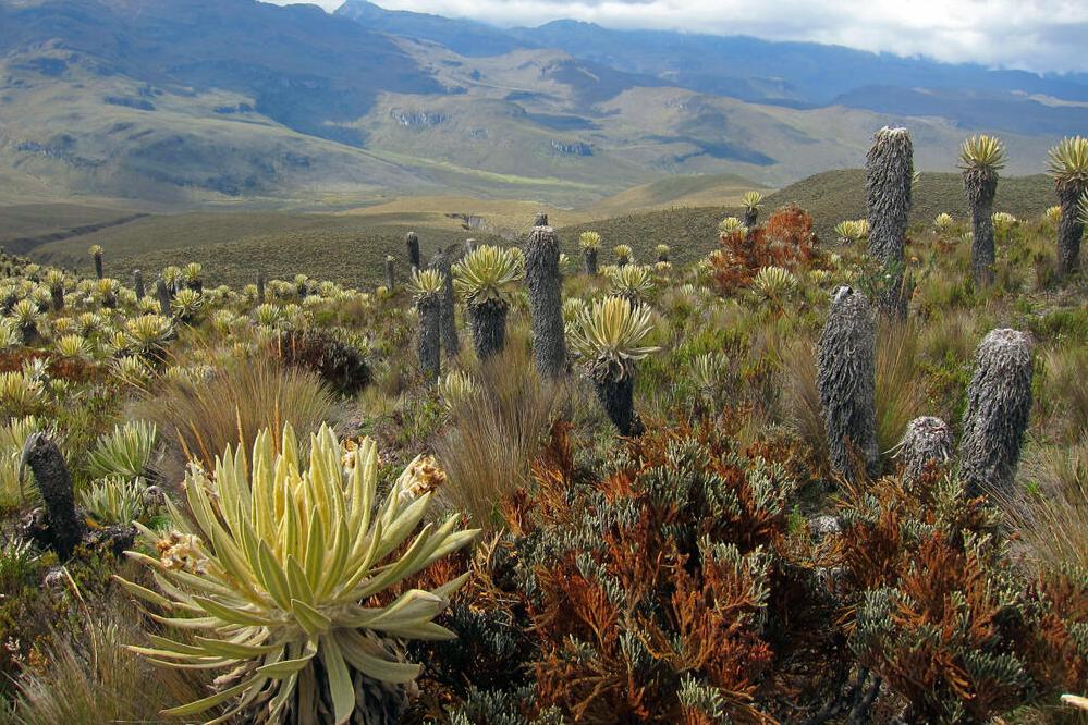 Páramo‑Landschaft