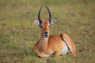 Wasserbock im Queen Elizabeth Nationalpark 