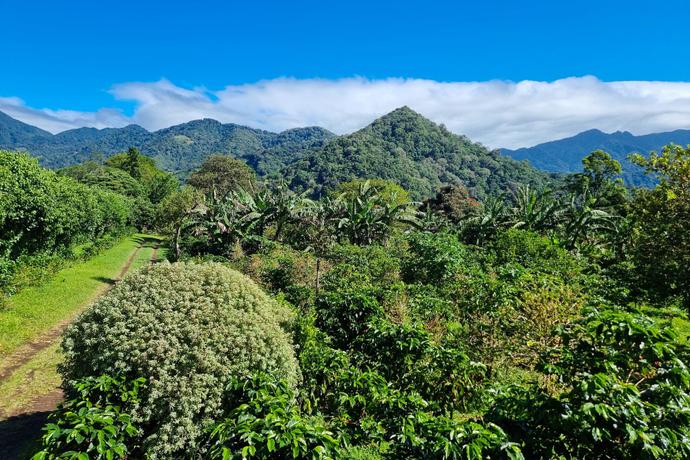 Grüne Kaffeeplantagen im Hochland von Boquete in Panama