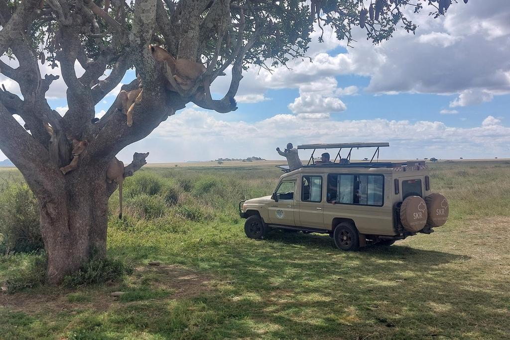 Löwenrudel auf einem Baum in der Serengeti