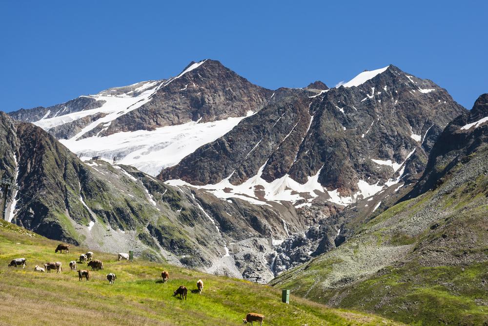 Die Braunschweiger Hütte umgeben von einem einmaligen Bergpanorama und Kühen