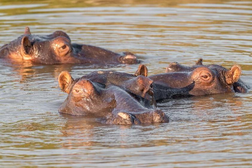 Flusspferde im Wasser