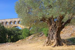 Pont du Gard
