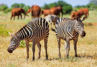 Zebras im Tsavo East Nationalpark
