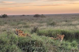 Safari Erlebnis mit Löwen