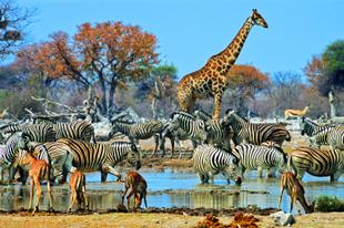 Große Tierversammlung im Etosha Nationalpark