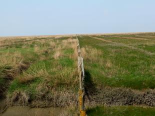 Westerhever