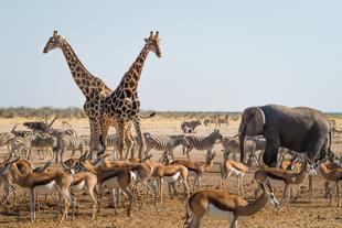 Zu sehen ist der Etosha-Nationalpark, eine weite, trockene Savanne, die von der endlosen, weißen Salzpfanne im Zentrum des Parks dominiert wird. 