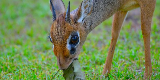 Dikdik - Afrikanische Zwergantilopen zu Besuch in der Lodge