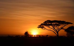 Sonnenaufgang an der Serengeti