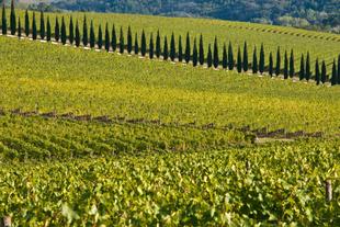 Weinreben in der Chianti Classico Region