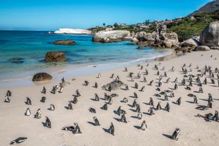Pinguine am Boulders Beach