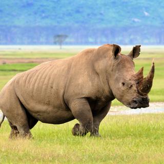 Nashorn im Serengeti Nationalpark