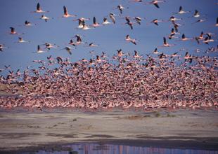 Flamingos über dem Okavango