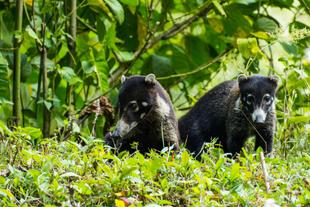 Coati im Antonio Manuel Nationalpark