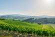 Weinberge rund um San Gimignano